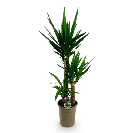 Yucca Elephantipes - ↕100cm - Ø21cm