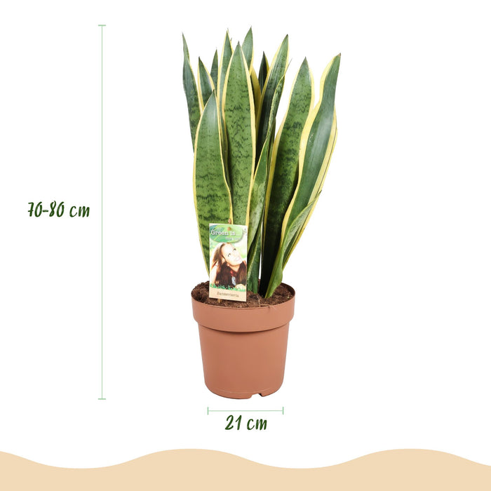 Sansevieria Laurentii - Vrouwentong - met grijze plantenpot - ↕70-80cm - Ø21cm