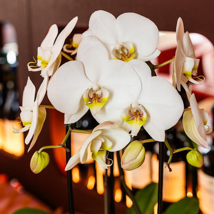 Kolibri Orchids | Hvid Mono Bouquet Niagara Fall White i østersskål