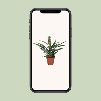 Bromelia Ananas - Pineapple plant - ↕30cm - Ø12cm