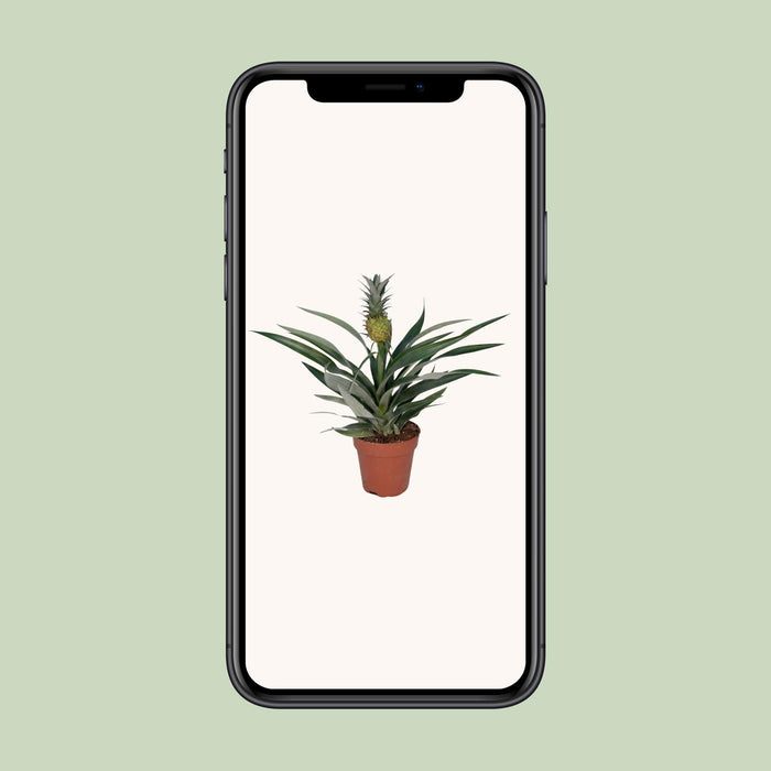 Bromelia Ananas - Ananasplant - ↕30cm - Ø12cm