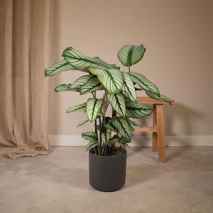 Calathea Whitestar - Pauwenplant - ↕50cm - Ø19cm