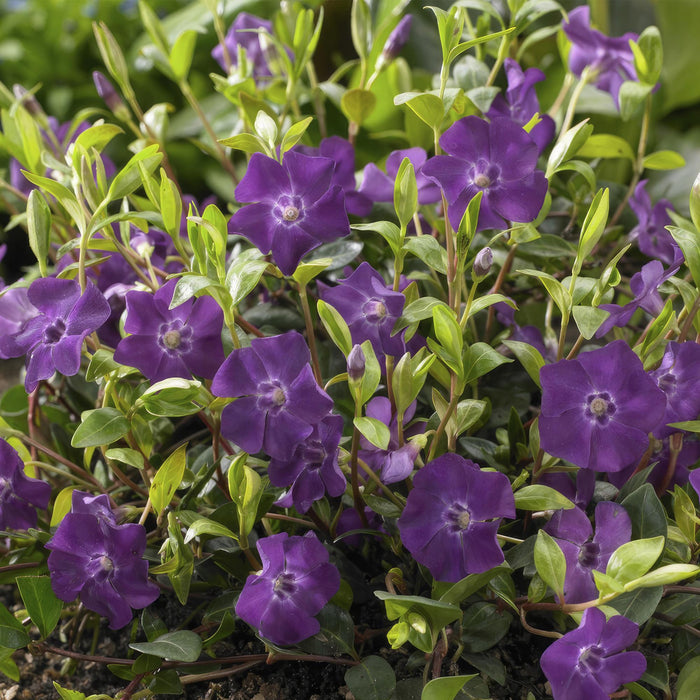 Vinca minor 'Atropurpurea', - ↕10-25cm - Ø9cm - 48x