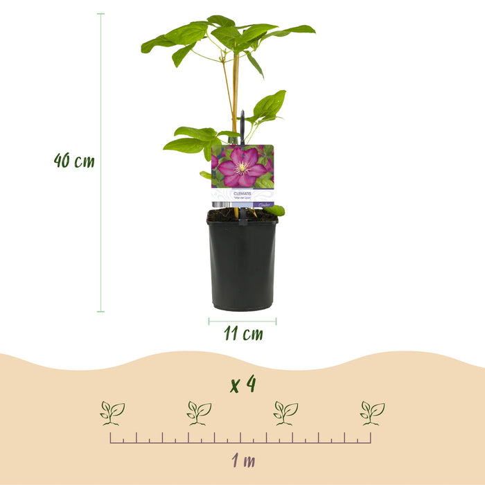 Clematis Ville de Lyon - Bosrank - Bloem Roze - ↕40cm - Ø11cm - 2x