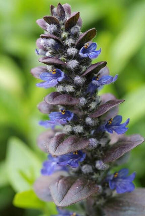 Ajuga reptans 'Catlin's Giant' - Kruipend Zenegroen - ↕10-25cm - Ø9cm - 24x