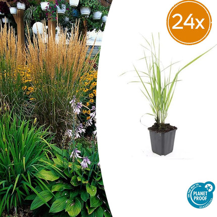 Calamagrostis Acutiflora 'Karl Foerster' - Caña de avestruz - ↕10-25cm - Ø9cm - 24x