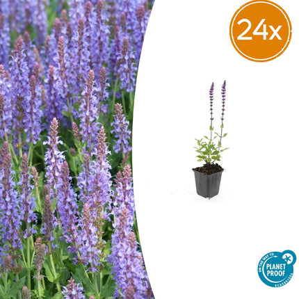 Salvia Nemorosa 'Caradonna' - Waldsalbei - ↕10-25cm - Ø9cm - 24x
