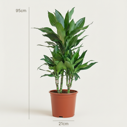 Dracaena Janet Craig - ↕90-100cm - Ø21cm