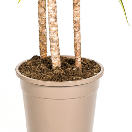 Dracaena Marginata Sunray con cesta - ↕130-150cm - Ø24cm