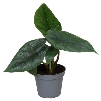 Alocasia Scalprum - Grijs - Tropisch - Ø6cm - ↕15cm