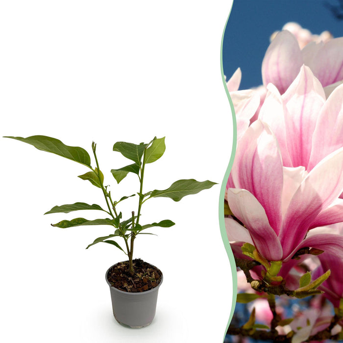 Magnolia soulangeana - Bloem Roze - 1 Plant - Bladverliezend - Weinig Onderhoud - Pot 12cm Hoogte 30cm