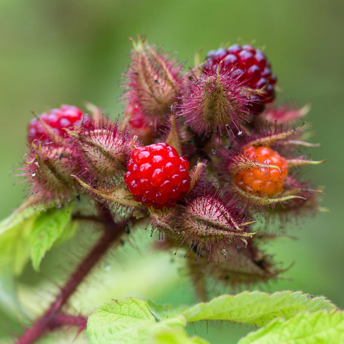 Rubus phoenicolasius - Japanse wijnbes - Fel Rode Framboos - ↕50cm - Ø15cm - 2x