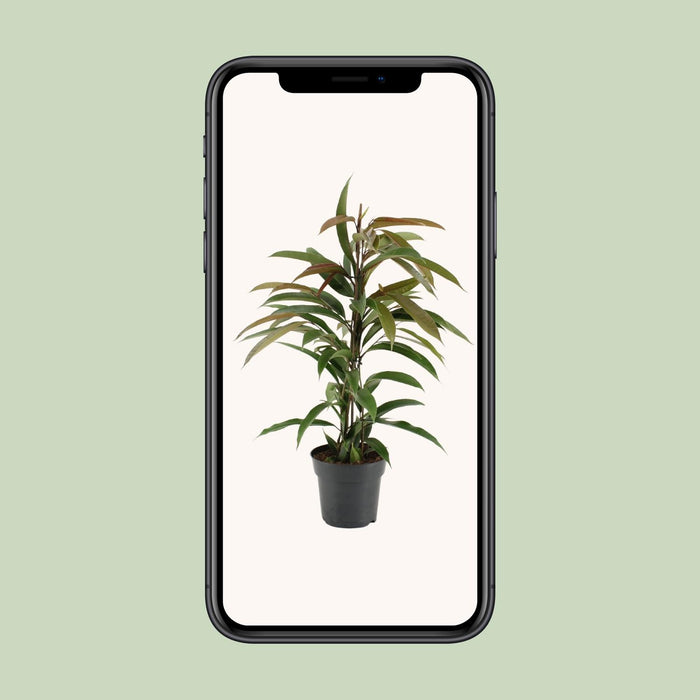 Ficus Binnendijkii Amstel King - ↕70cm - Ø17cm