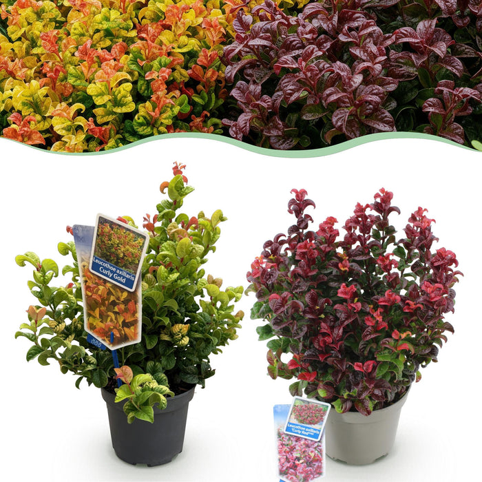 Leucothoe Curly Duo - Geel & Rood - 2 Planten - Groenblijvend - Weinig Onderhoud - Pot 17cm Hoogte 40cm