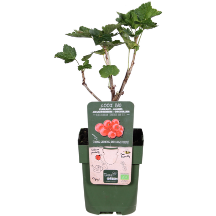 Ribes Rubrum „Jonkheer van Tets” - Czerwona porzeczka - ↕45cm - Ø13cm