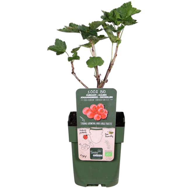 Ribes Rubrum 'Jonkheer van Tets' - Redcurrant - ↕45cm - Ø13cm