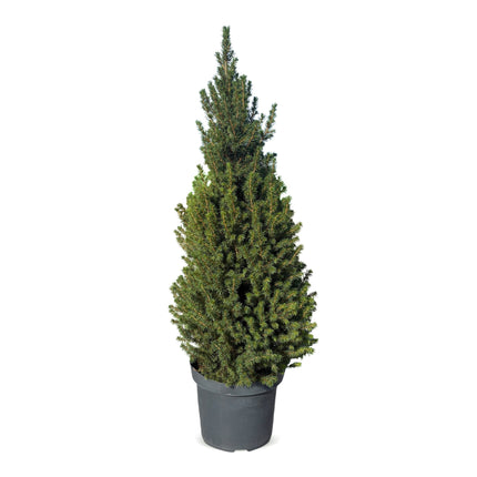 Picea glauca Conica - Kegelspar - Groen - Kerstboom - Ø26cm - ↕110cm