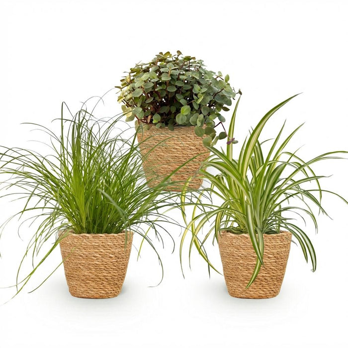 Plantenbox - Cyperus - Callisia - Chlorophytum - met Mand - ↕20cm - Ø12cm - 3x