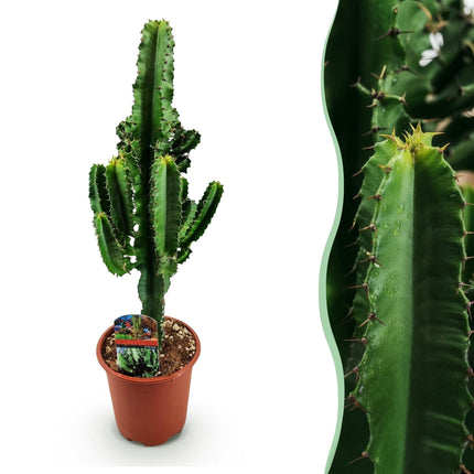 Euphorbia Eritrea - Afrykańskie drzewo mleczne - ↕60cm - Ø17cm