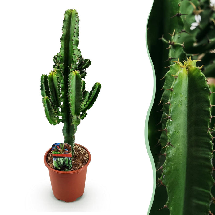 Euphorbia Eritrea - Afrikaanse melkboom - ↕60cm - Ø17cm