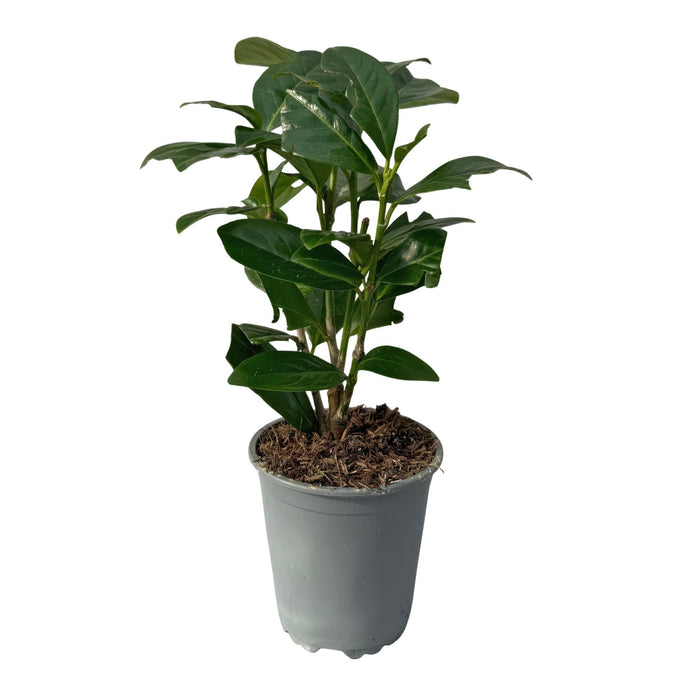 Haagplanten - Prunus laurocerasus Novita - blad groen - 8 planten - 1 strekkende meter - groenblijvend - pot 9cm hoogte 30-35cm