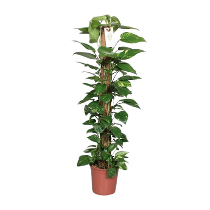 Epipremnum Pinnatum Moss stick 120cm Scindapsus - ↕120cm - Ø24cm