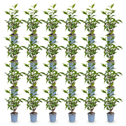 Prunus lusitanica Angustifolia - Portugese Laurier - 24x Haagplanten - Groenblijvend - Groen - Pot 9cm - Hoogte 25-35cm