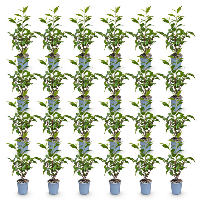 Prunus lusitanica Angustifolia - Portugese Laurier - 24x Haagplanten - Groenblijvend - Groen - Pot 9cm - Hoogte 25-35cm