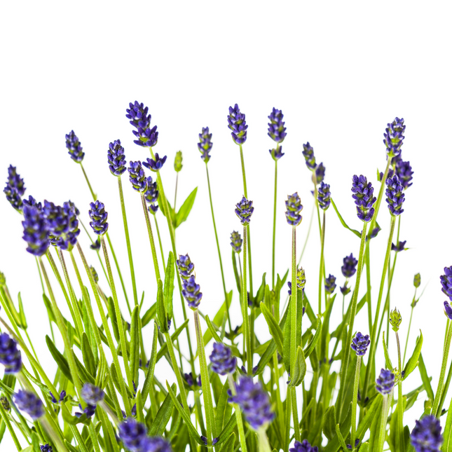 Lavandula angustifolia - ↕40-50cm - Ø19cm - 2x