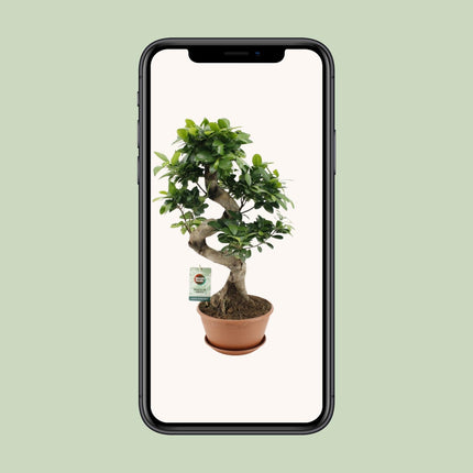 Ficus Ginseng - ↕60cm - Ø22cm