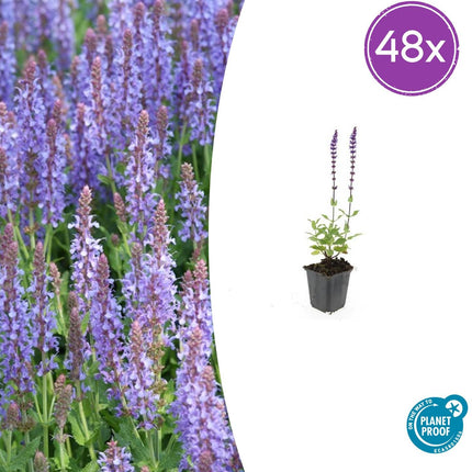 Salvia Nemorosa 'Caradonna' - Waldsalbei - ↕10-25cm - Ø9cm - 48x