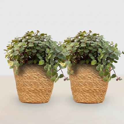 Callisia repens - Turtle Plant - with Basket - ↕15-20cm - Ø12cm - 2x