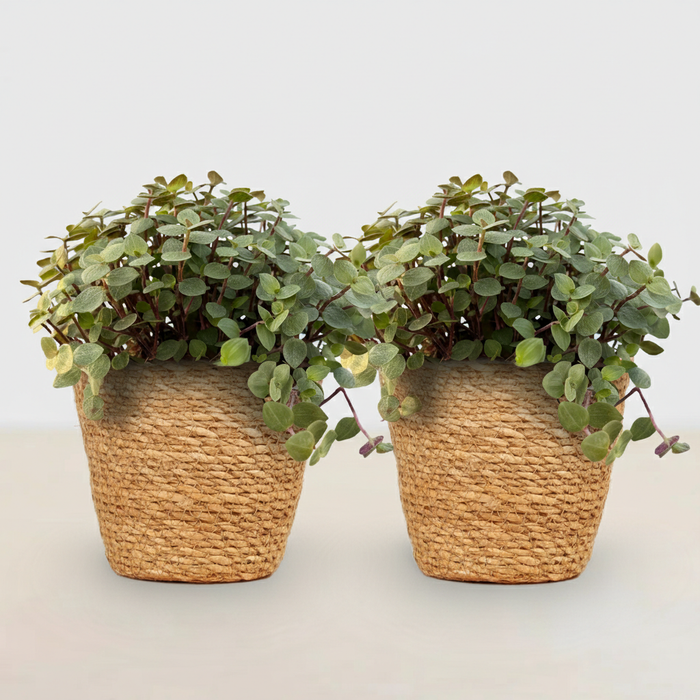 Callisia repens - Schildpadplant - met Mand - ↕15-20cm - Ø12cm - 2x