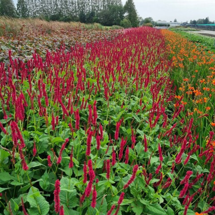 Persicaria amplexicaulis 'Blackfield' - Duizendknoop - ↕10-25cm - Ø9cm - 60x