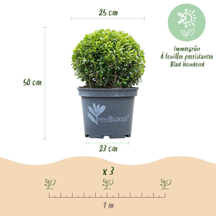 Bola de boj - Claraboya BetterBuxus - Resistente al hongo del boj - ↕25cm - Ø23cm