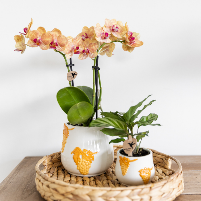 Kolibri Home | Coral plantenpot - Yellow - Ø6cm