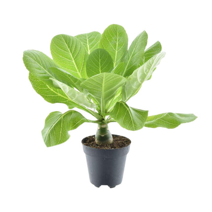 Brighamia Insignis 'Hawaii Palm' - ↕37cm - Ø12cm