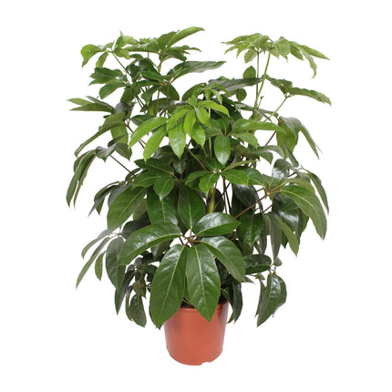 Schefflera Actinophylla Amate - ↕120cm - Ø30cm