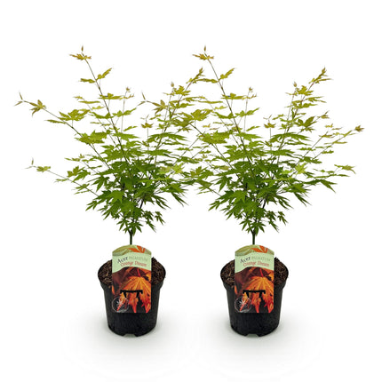 Japansk Ahorn - Acer palmatum Orange Dream - Orange - ↕70cm - Ø19cm - 2x
