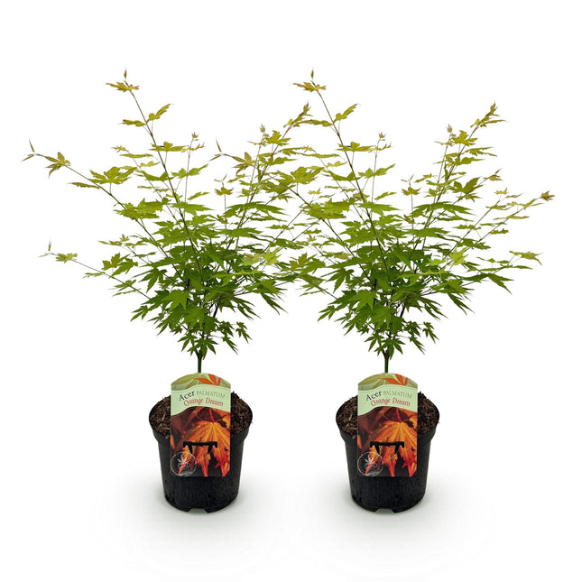 Japanese Maple - Acer palmatum Orange Dream - Orange - ↕70cm - Ø19cm - 2x