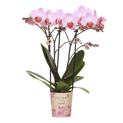 Kolibri Orchids | Roze Antwerp orchidee cadeauset - incl. giftbox, orchidee & sierpot - Ø9cm