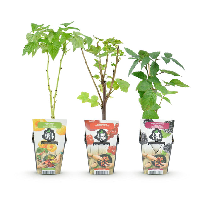 Dreifarbig – Rote Johannisbeere – Gelbe Himbeere – Brombeere – ↕30–35 cm – Ø9 cm – 3x