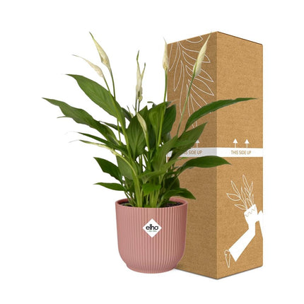 Spathiphyllum Torelli  - Lepelplant - met elho Vibes Fold Ø14cm roze - ↕30-40cm