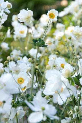 Anemone hybrida 'Honorine Jobert' - Herfstanemoon - ↕10-25cm - Ø9cm - 12x