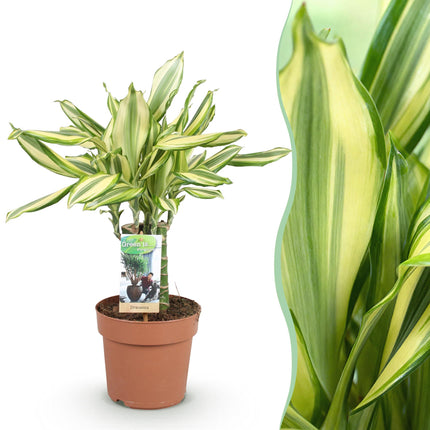 Dracaena fragrans Diamond Dream - Arbre Sang-Dragon - Pot de 17 cm - Hauteur 50-55 cm
