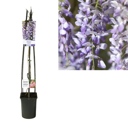Wisteria Sinensis + Light Label - ↕115cm - Ø23cm