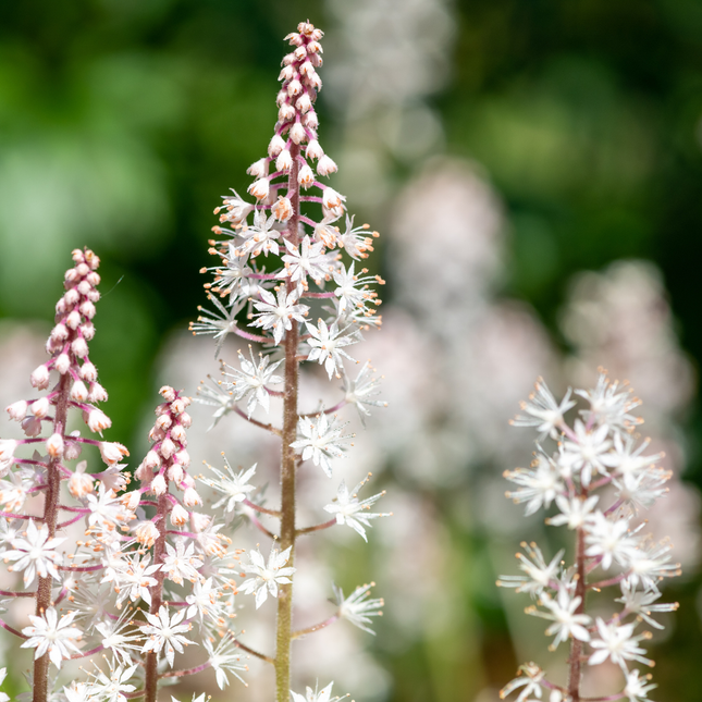 Tiarella cordifolia - Foamflower - ↕10-25cm - Ø9cm - 48x
