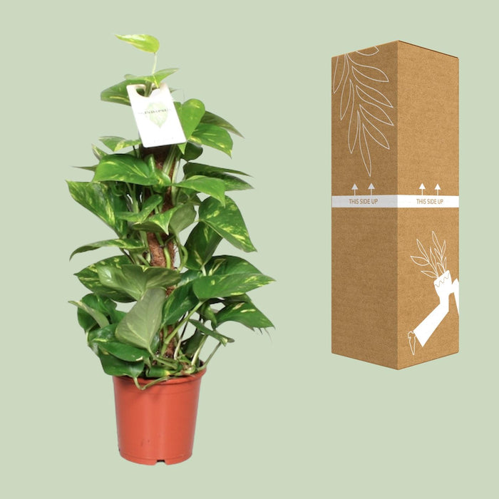 Epipremnum Pinnatum Mosstok - Scindapsus - ↕60cm - Ø15cm
