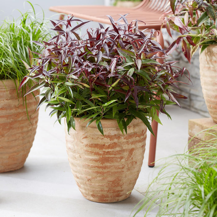 Leucothoe Burning Love - Rood - 2 Planten - Groenblijvend - Weinig Onderhoud - Pot 17cm Hoogte 45cm