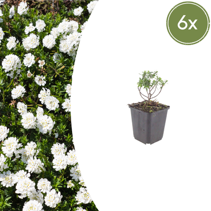 Scheefbloem - Iberis sempervirens 'Schneeflocke' - ↕10-25cm - Ø9cm - 6x